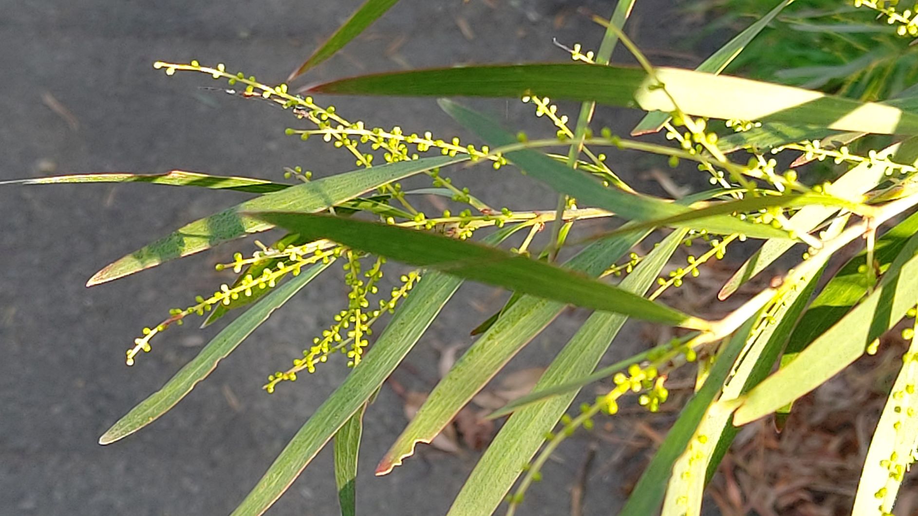 Acacia longifolia - phyllodes, rods in bud