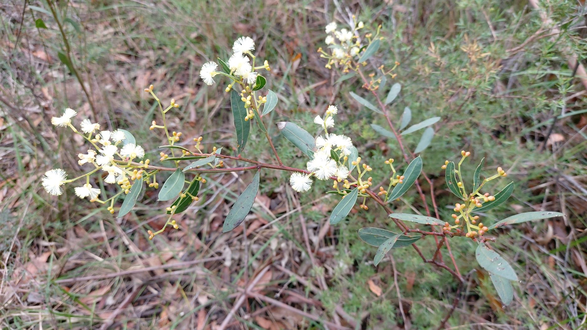 Acacia myrtifolia - phyllodes, racemes