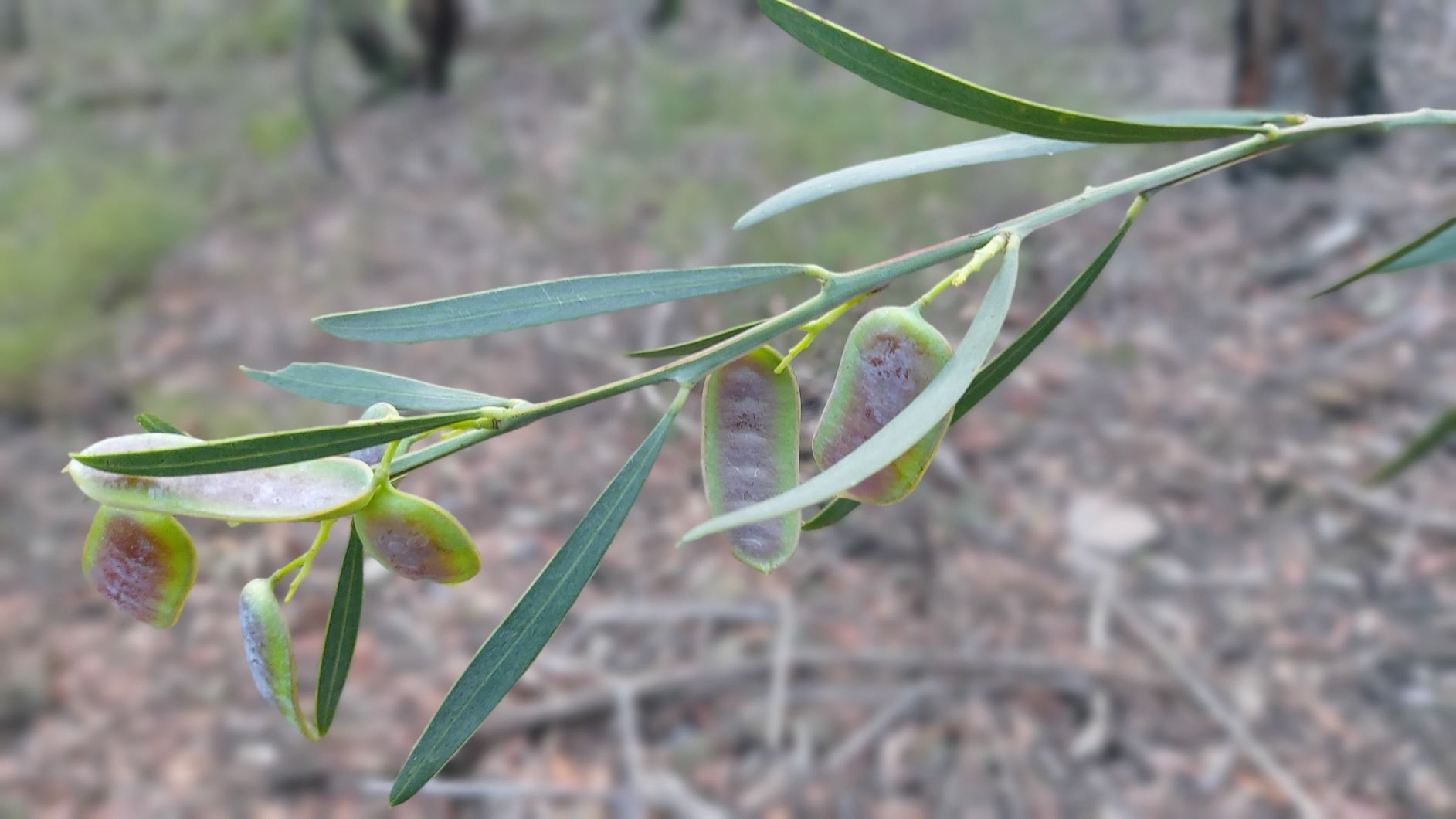 Acacia suaveolens - phyllodes, pods