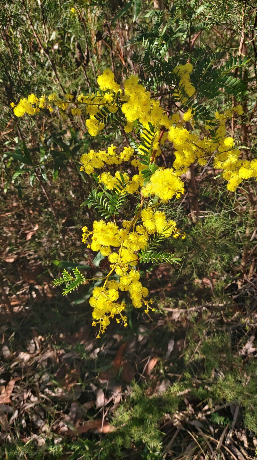 Acacia terminalis - bipinnate flowers, racemes