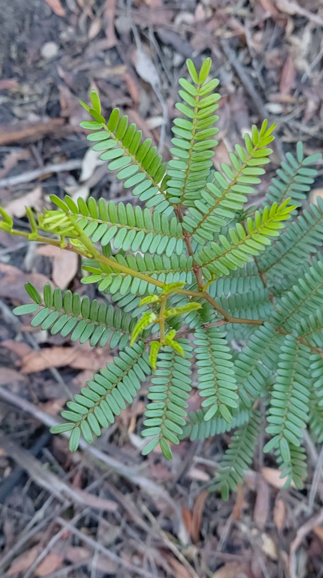 Acacia terminalis - bipinnate leaves