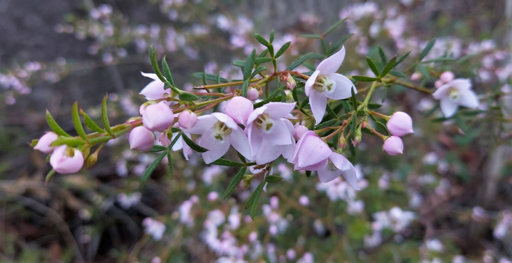 Boronia floribunda pale pink boronia