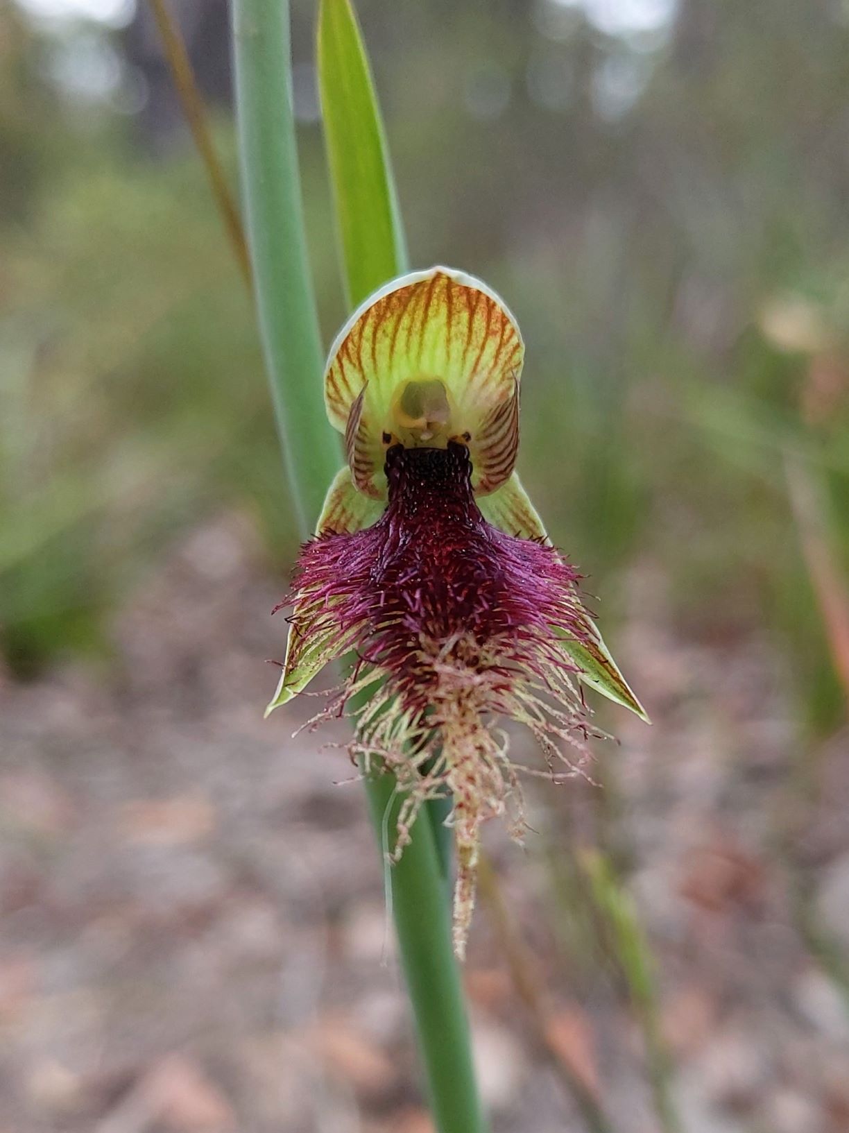 Calochilus robertsonii Beard orchid