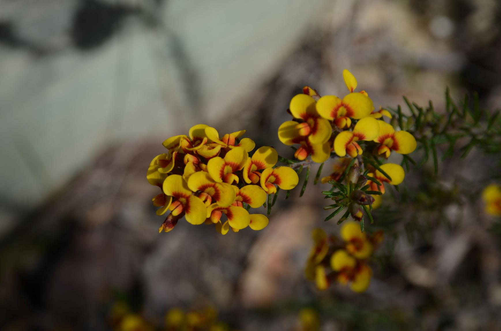 Dillwynia retorta ssp C