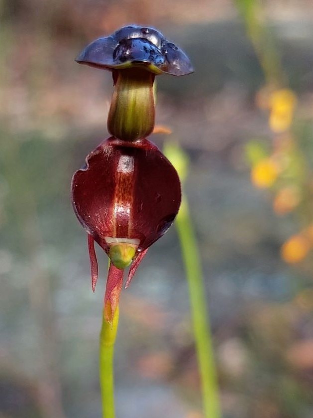 Flying duck orchid front on