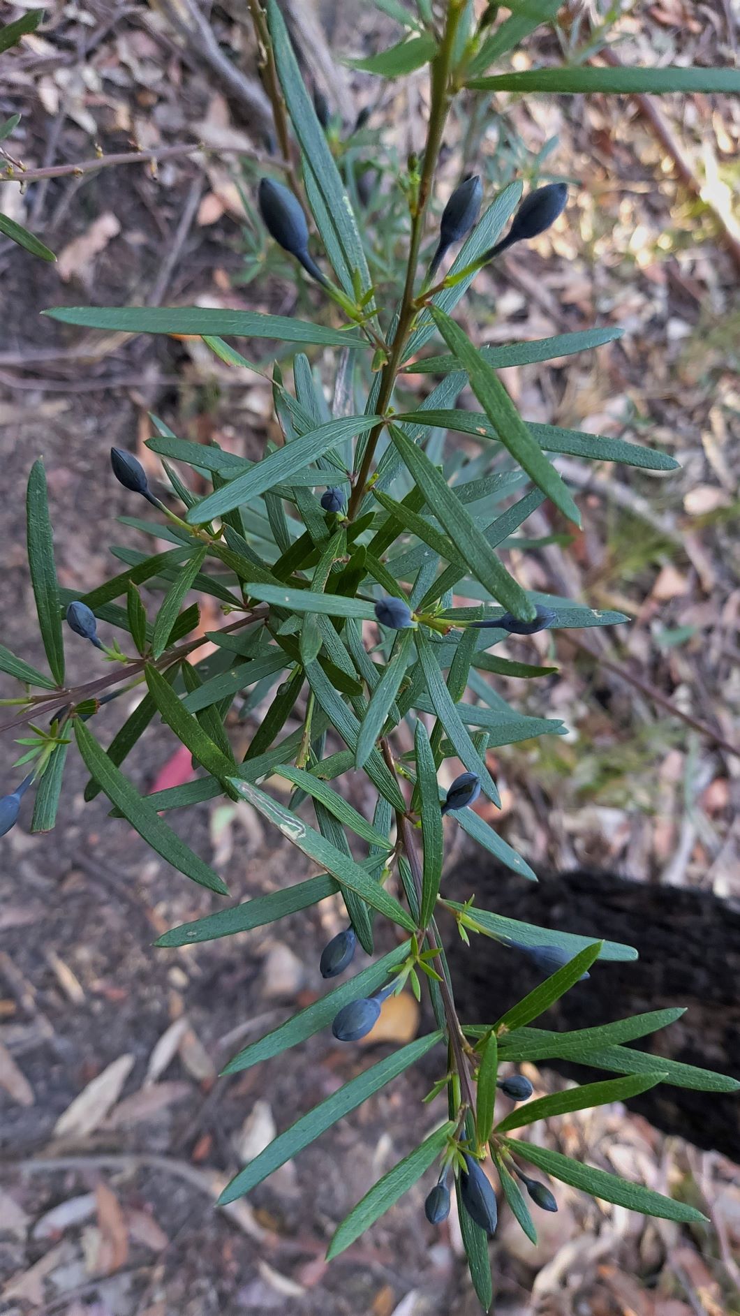 Gompholobium latifolium leaves and pods