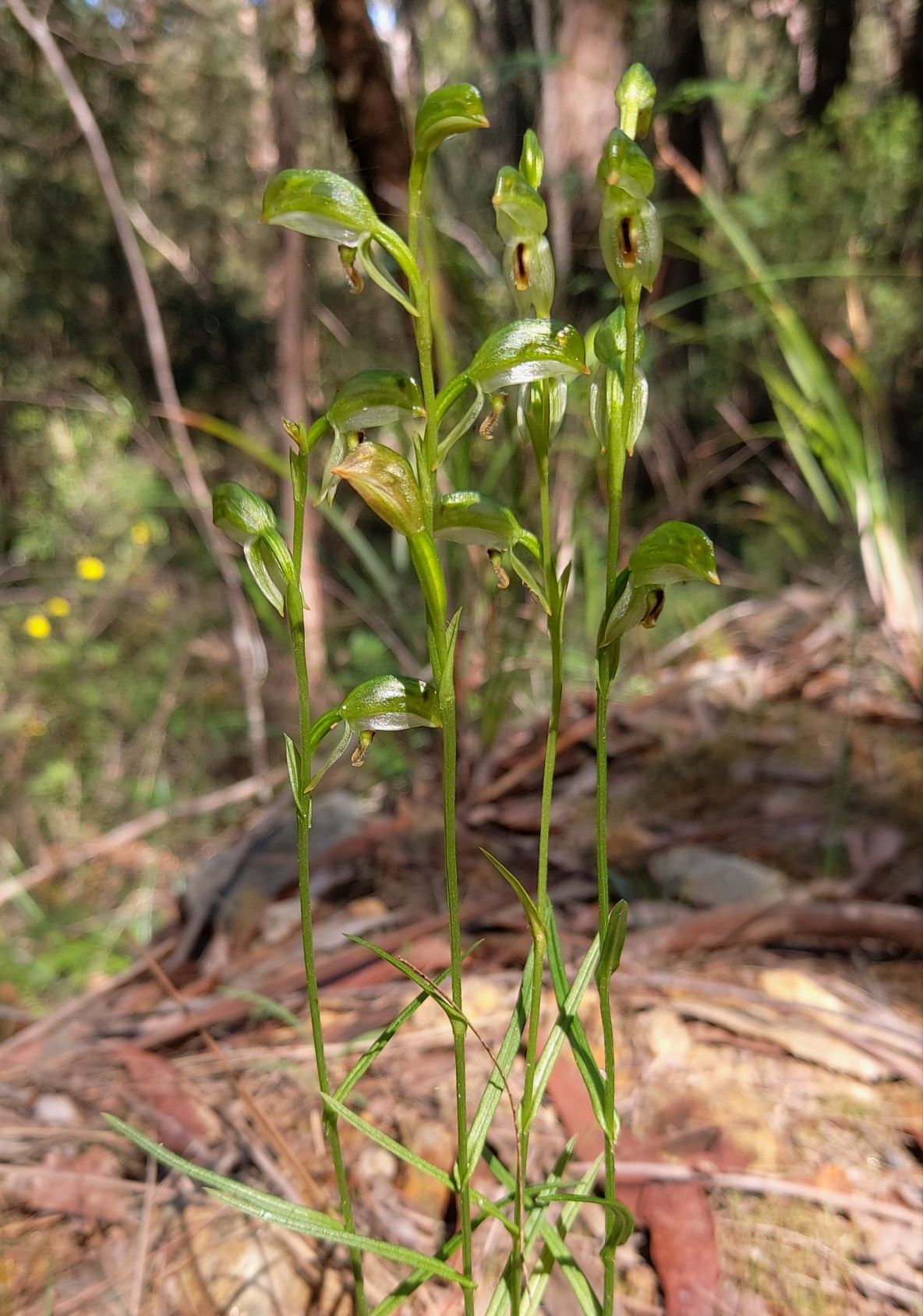 Pterosylis longifolia showing narrow lanceolate leaves