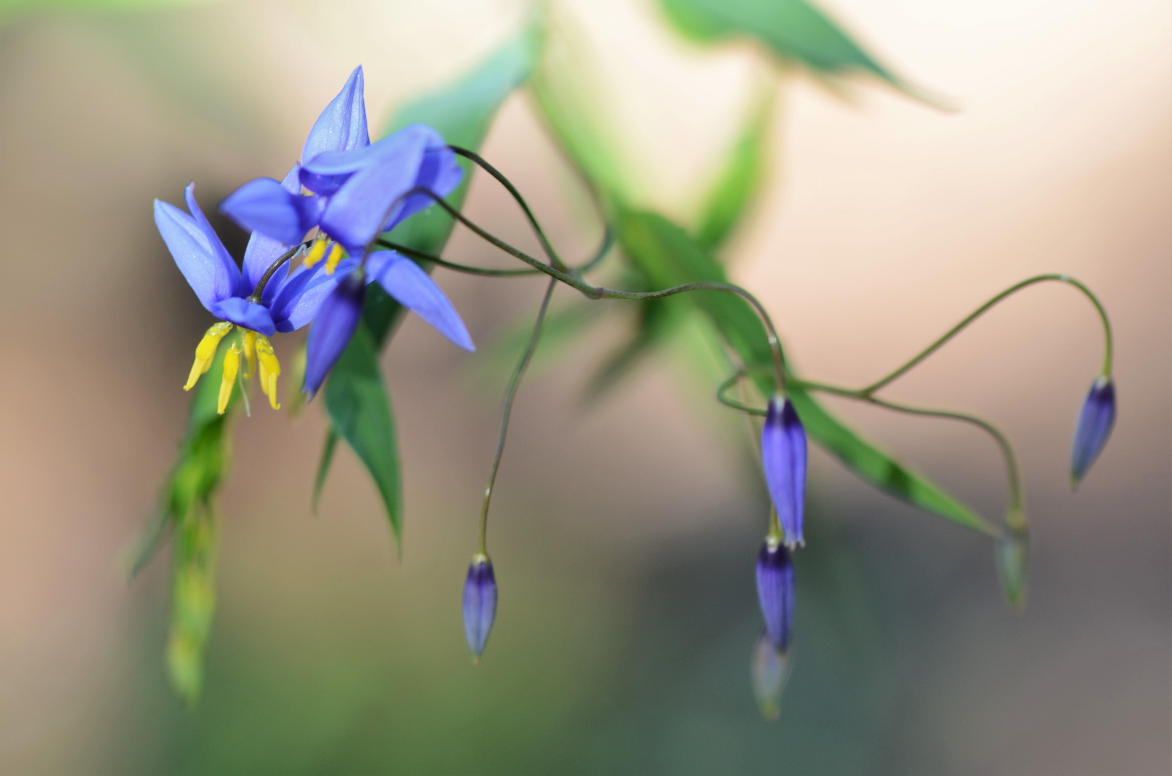 Stypandra glauca Nodding blue lily