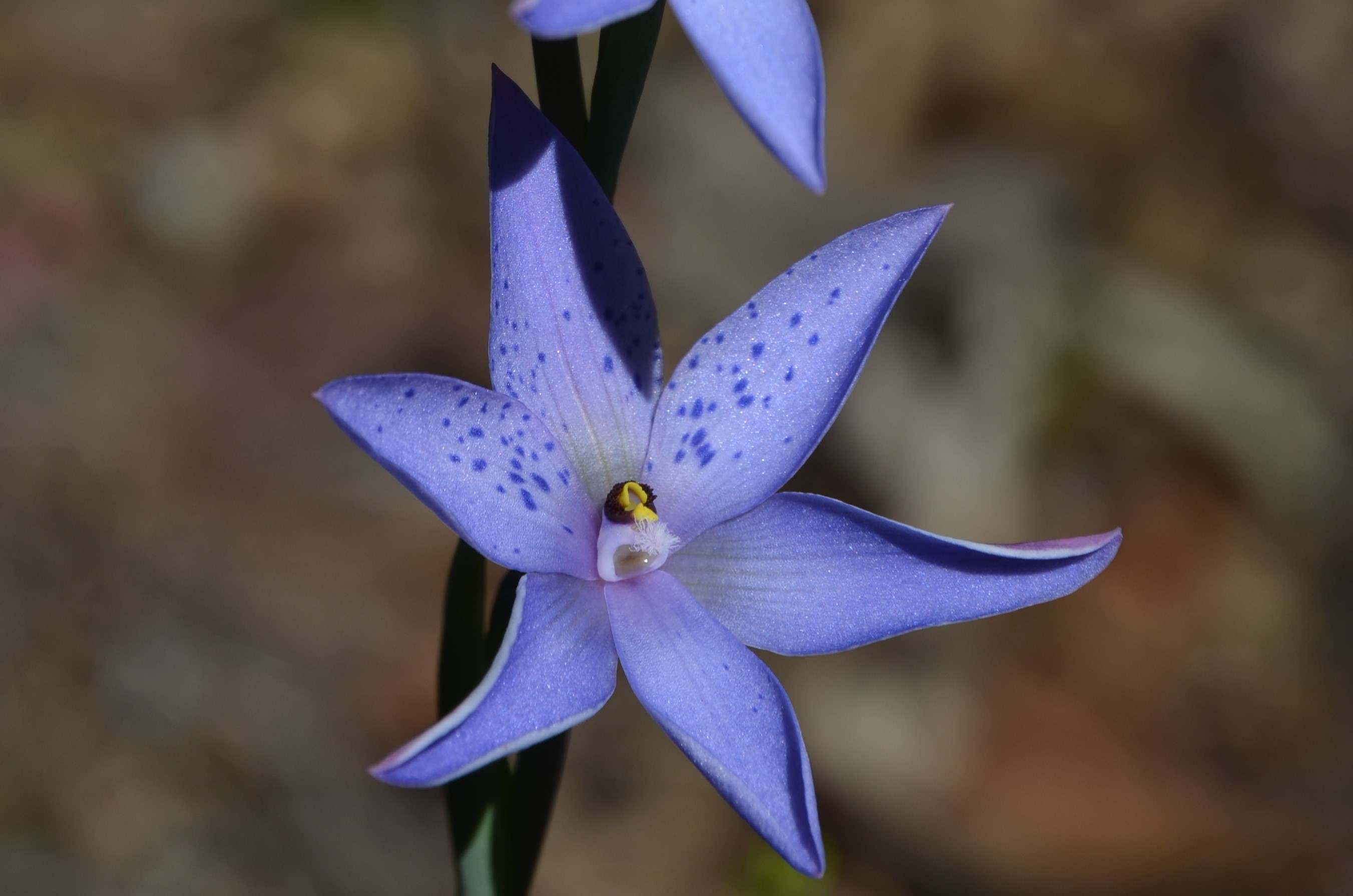 Thelymitre ixioides Dotted sun-orchid