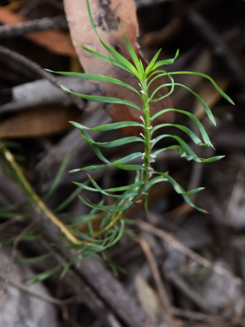 Lomandra obliqua leaves