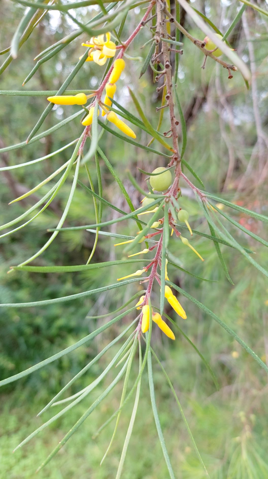 Persoonia linearis fruits, flowers, buds and leaves